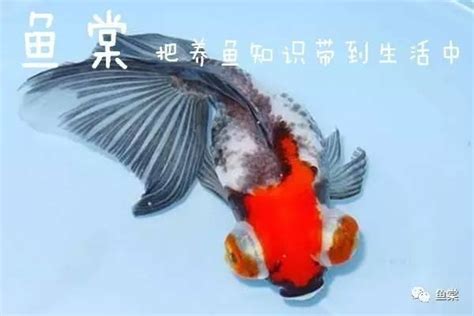 夜市金魚品種|11種市面上常見的金魚，你養過幾種？